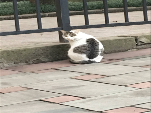 排球场边的小母猫，过快繁殖的母猫会破坏校园生态平衡。.png